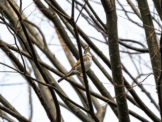 Japanese dusky thrush perched in a tree 1