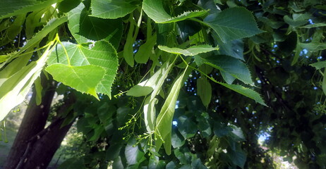close-up of linden leaves