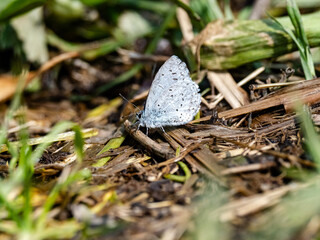Holly Blue butterfly resting on forest floor 2