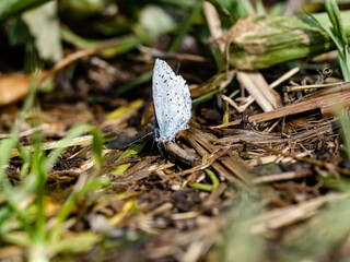 Holly Blue butterfly resting on forest floor 3