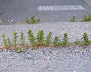 Pineapple weed (Matricaria discoidea) growing in a pavement.