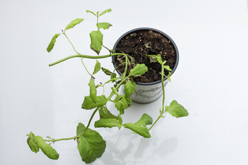 Dying mint in a white pot on a white background 