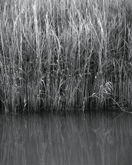 Monochrome image of reeds in water.