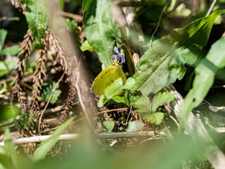 Common grass yellow Eurema mandarina in brush