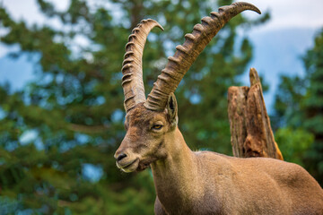 Alpensteinbock - Steinbock - Allgäu - Alpen