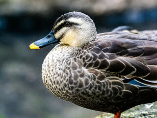 Spot-billed duck resting on shore rock 5