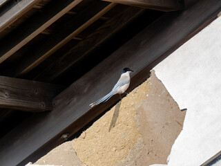 Azure-winged Magpie perched on an old wall 1