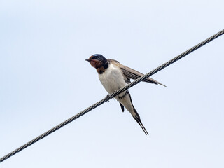 Japanese barn swallow on utility line 1