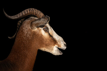 profile of a smiling gazelle
