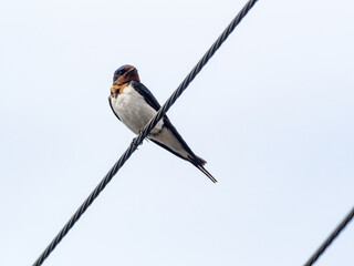Japanese barn swallow on utility line 7