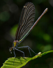 Macro picture of Dragonfly