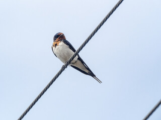 Japanese barn swallow on utility line 2