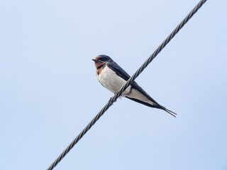 Japanese barn swallow on utility line 3
