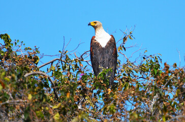 Schreiseeadler auf der Jagd nach Beute am Ufer des Okavango in Botswana