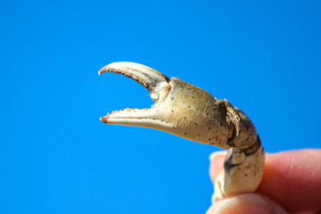 Men holding pincers of crab at the tideland North Sea