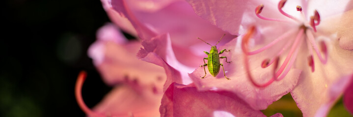 makro insekt chrząszcz robak zielony na kwiatach różowe w ogrodzie egzotyka błyszczące...