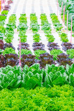 Rows of fresh lettuce vegetable plants in plastic containers growing in a greenhouse