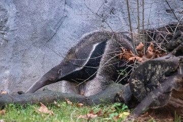 a giant anteater comming out from behind a bush