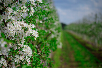 Natural organic plantation and smart farm concept. White inflorescences on branch of apple tree