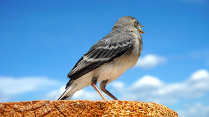 sitting bird close-up against the background of summer sky
