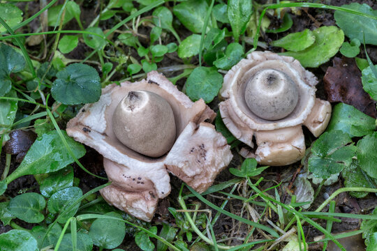 Collared Earthstar - Geastrum triplex