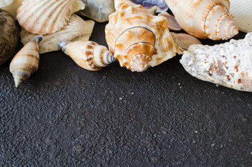 Different seashells on dark concrete background. Summer background. Summer vacation concept.