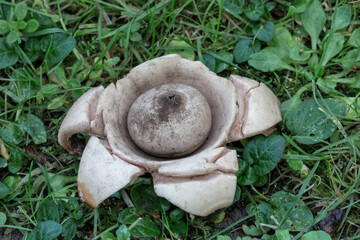 Collared Earthstar - Geastrum triplex