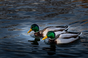 two mallard ducks swiming in a lake