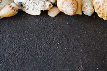 Different seashells on dark concrete background. Summer background. Summer vacation concept.
