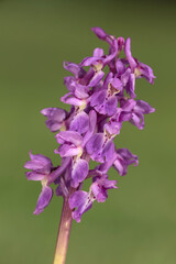 Obraz premium Early Purple Orchid