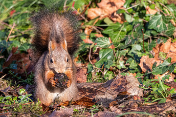 squirrel eating an acorn