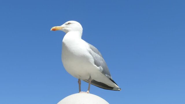 Weisse M&ouml;we auf einer Lampe stehend, Blauer Himmel