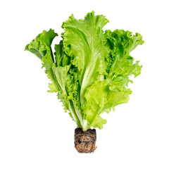 Bunch of lettuce with roots on a white isolated background.