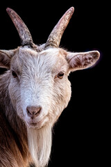 portrait of a billygoat with a long beard