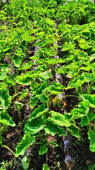 Some Colocasia plant largely known as Kachu patta or Taro Leaves