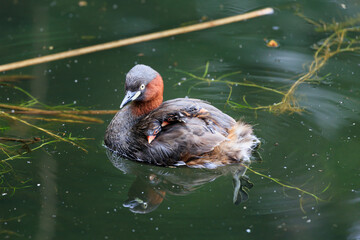 Little grebe while raising a child