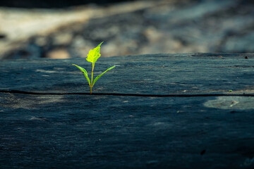 Green sprout on a wooden background