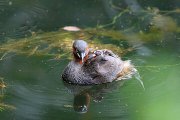 Little grebe while raising a child