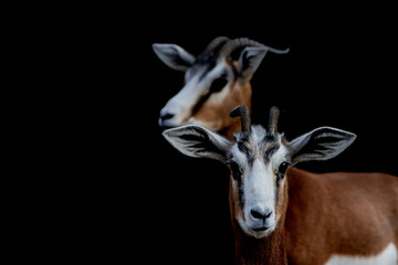 fine art view of two Gazelle