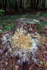 Serpula himantioides on tree stum