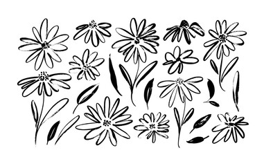 Chamomile hand drawn black paint vector set. Ink drawing flowers and leaves, monochrome artistic botanical illustration. Isolated floral elements, daisy, aster, chrysanthemum. Brush strokes silhouette