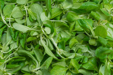 Mash salad on white background.