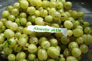 stachelbeeren mit einem Abwehr aktv schild