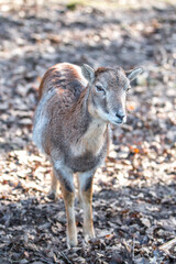 Fototapeta premium European mouflon (in german Europäischer Mufflon) Ovis gmelini musimon, Ovis orientalis musimon, Ovis aries musimon