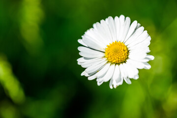 daisy in the grass