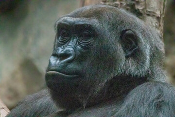 a large gorilla resting its head against a tree