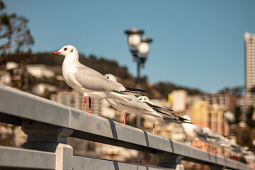 seagull on the pier