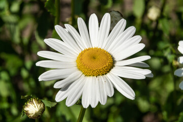 Obraz premium Beautiful summer daisies in flower beds in the city courtyards of Petrodvorets.