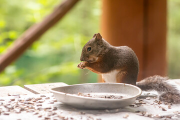 squirrel eating nuts