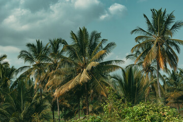 Fototapeta na wymiar Rural home garden scene surrounded by palm trees against blue sky in Morogoro Tanzania